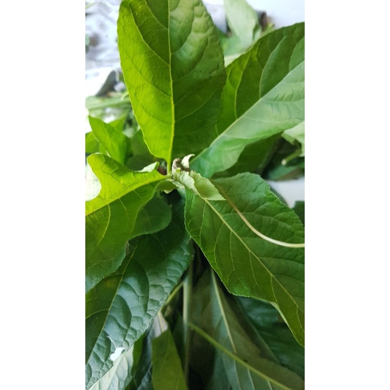 

Daun Sambung nyawa 300 gr