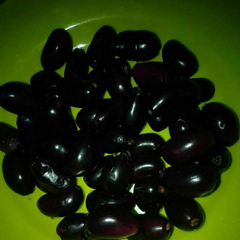 

Buah Jamblang Nduwet Juwet Duwet