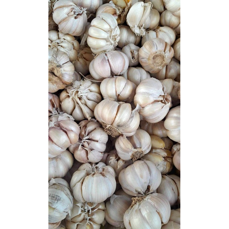 

bawang putih 1kg