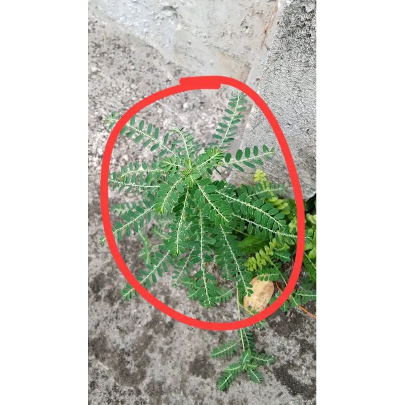 

daun meniran berkasiat