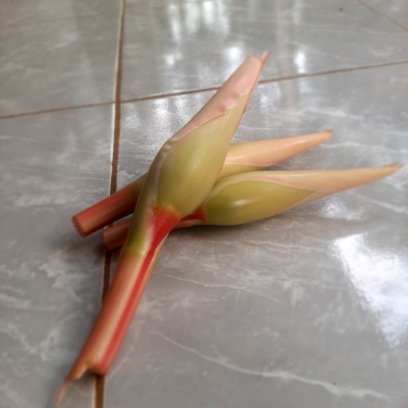

KECOMBRANG || HONJE || KINCUNG 1kg 25.000