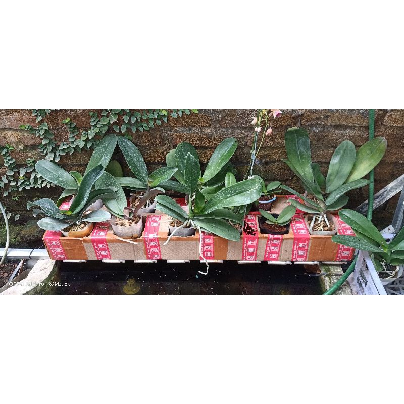 Angbul dewasa siap bunga