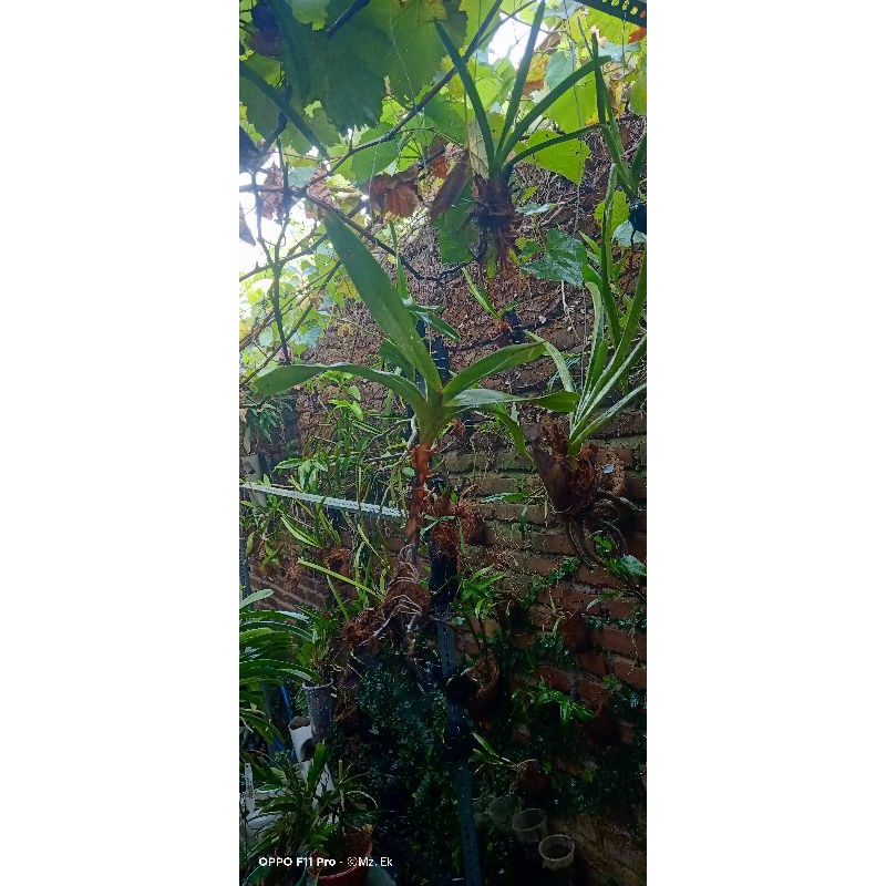 Anggrek Vanda dewasa