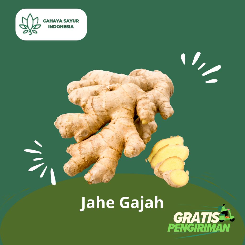 

Jahe Gajah Segar Bersih 1kg + Gratis Ongkir