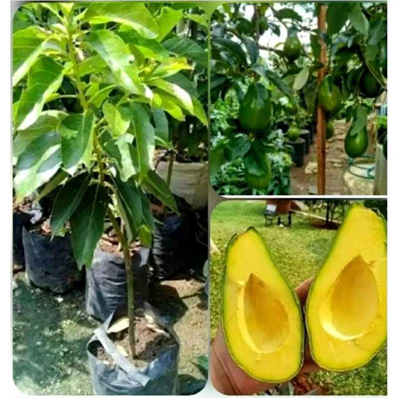 Bibit Alpukat Mentega Jumbo ASLI Hasil Okulasi / Cangkok Cepat Berbuah Free Pupuk