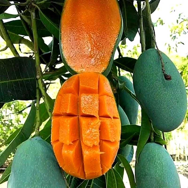 Bibit Mangga Harum Manis siap berbunga Hasil okulasi dengan siap berbuah Cocok di Tanam di Pot/Tabul