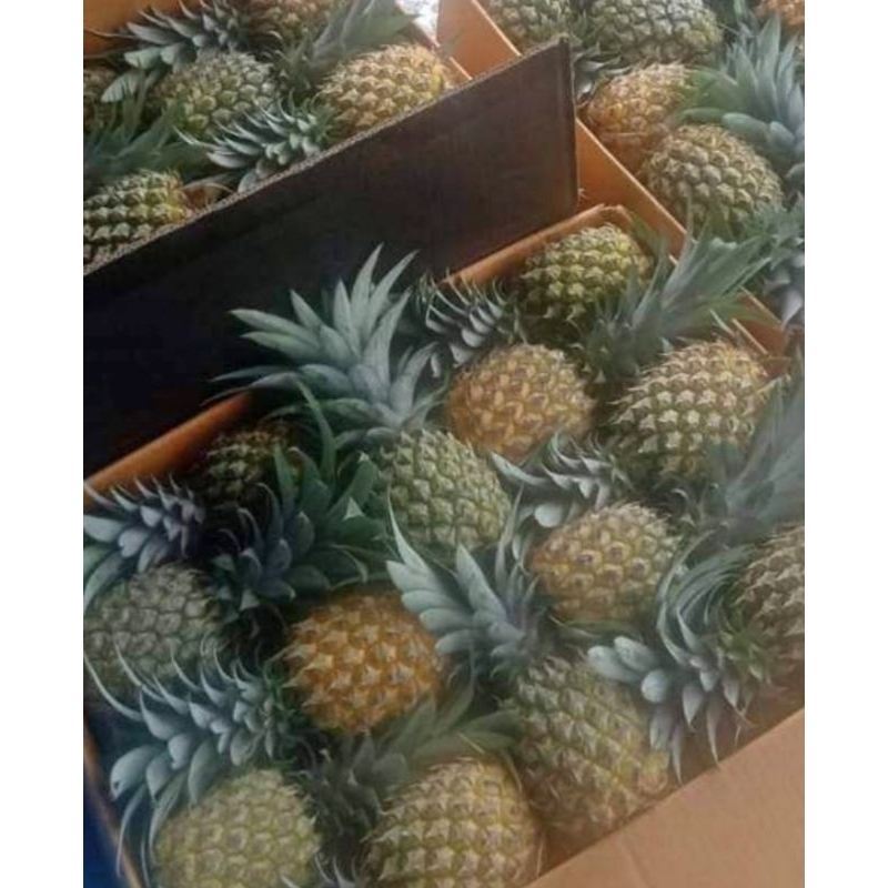 

Nanas Madu asli Belik Pemalang