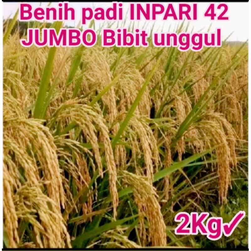 benih padi INPARI 42 JUMBO bibit unggul kemasan 2kg