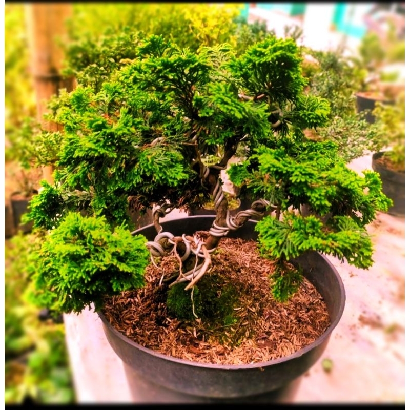 bonsai Cemara hinoki golden. jual bahan Cemara hinoki golden Japan berkarakter siap proses