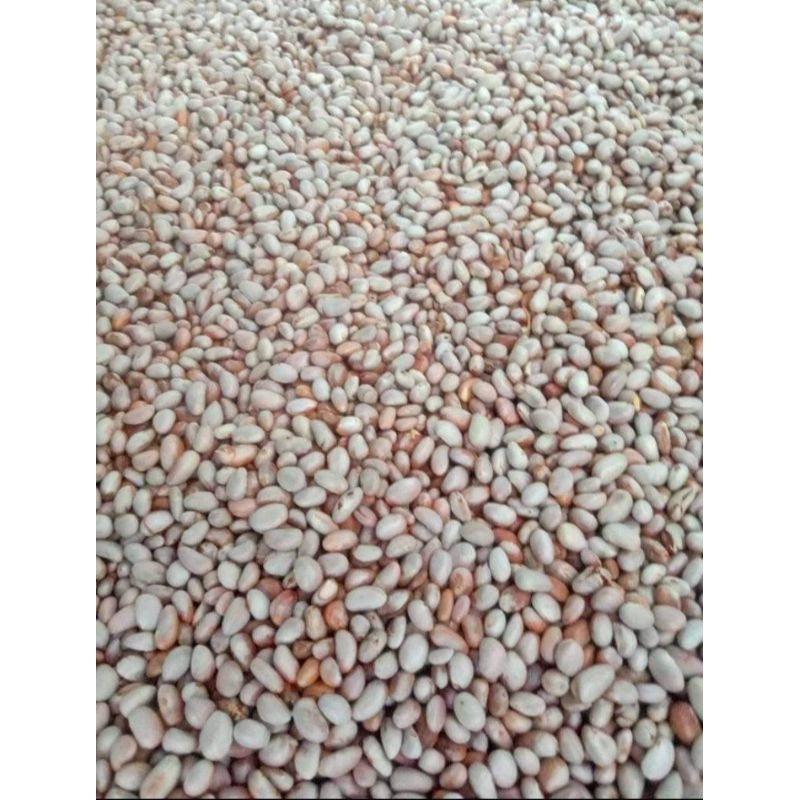

biji nangka beton kiloan fress