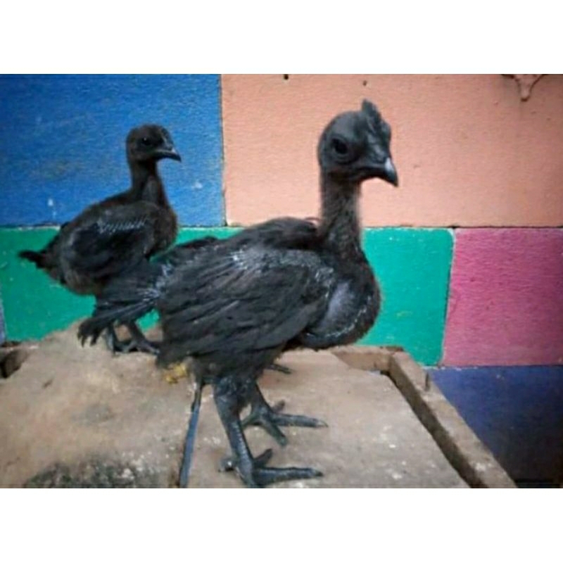 Anak ayam cemani lidah hitam