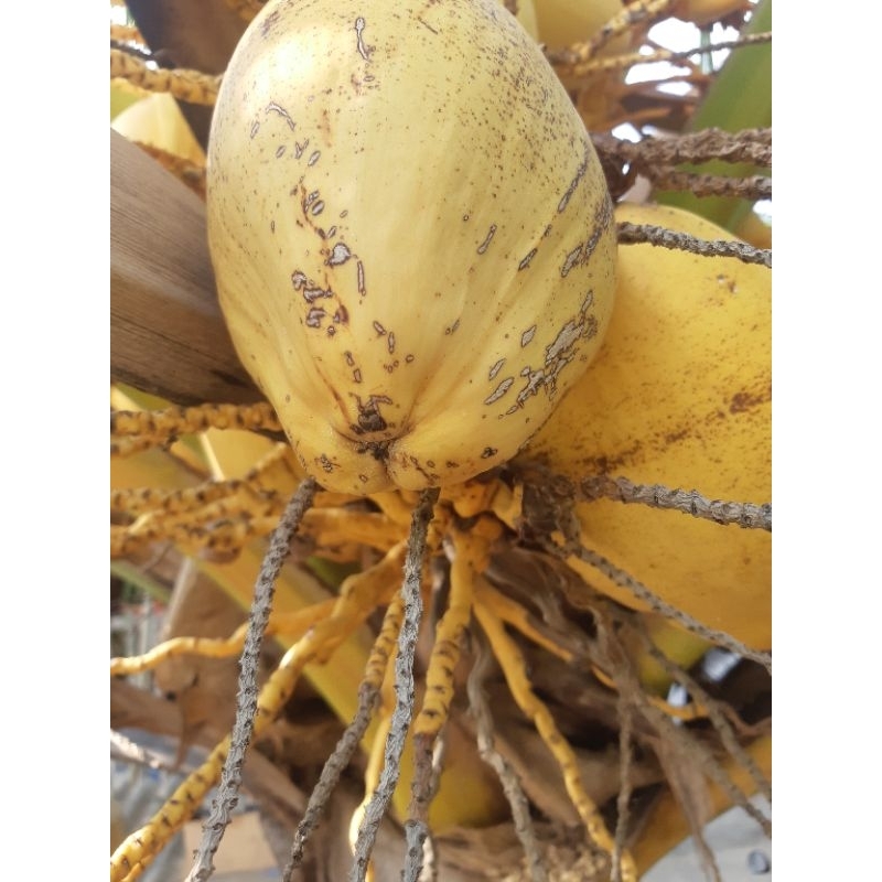 

kelapa kuning/kelapa muda
