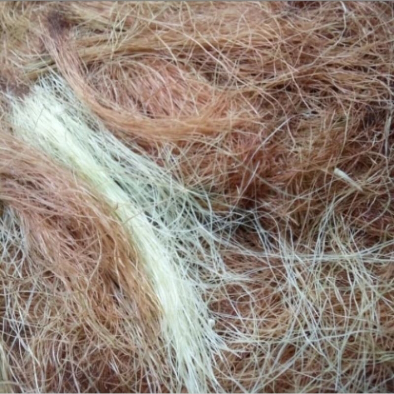 

Rambut Jagung Rambut Nenek Kering Rempah Herbal Alami