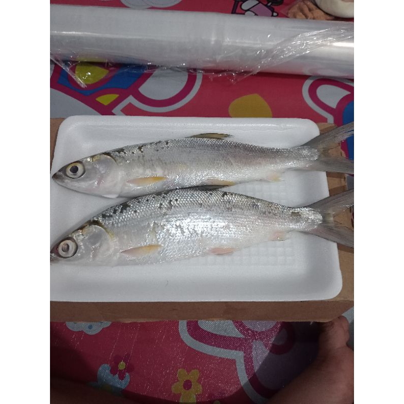 

Ikan Bandeng