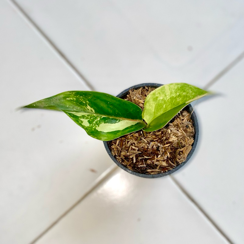 Aglaonema siam Jade