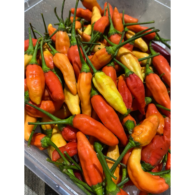 

CABE RAWIT MERAH ORI 212