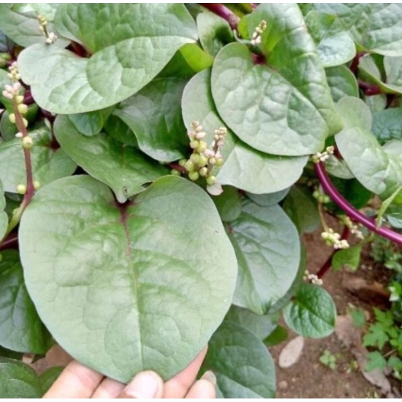 

Daun binahong merah 250g/500g