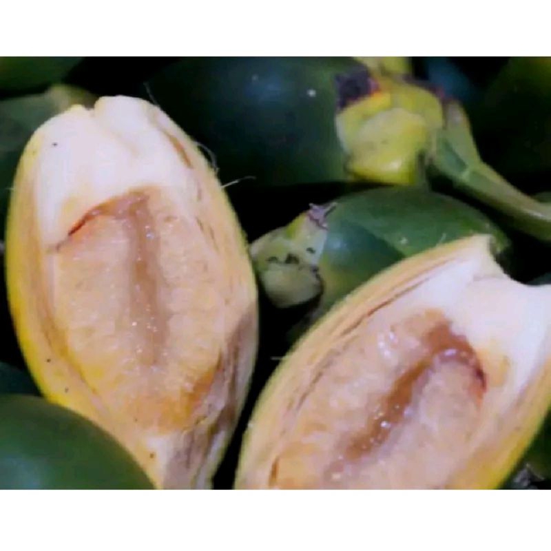 

COD promo pinang muda / jambe muda /500 gram