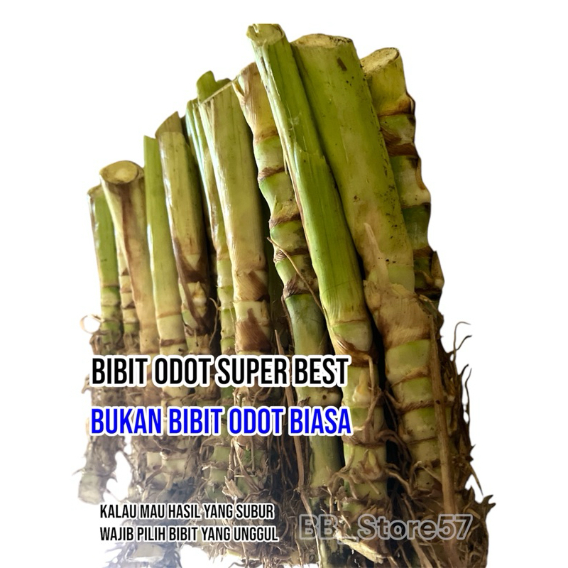 Bibit Rumput Odot unggul tahan kekeringan