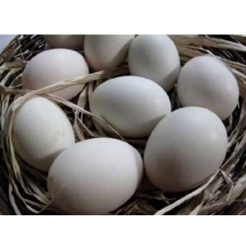 

Telur SOANG/Telur Angsa Fresh Konsumsi 1 Butir