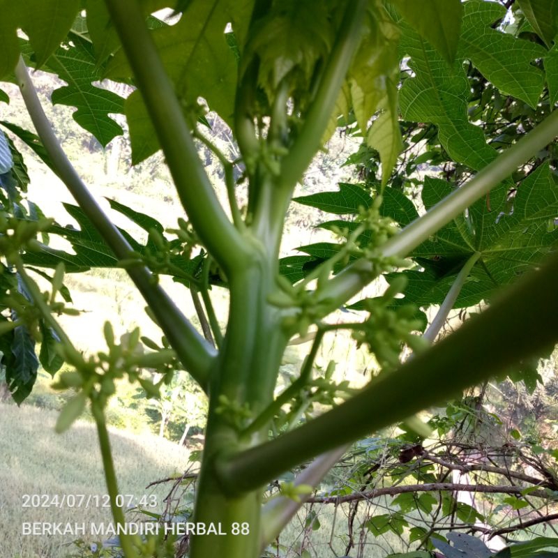 

bunga pepaya jantan/gandul segar/500gram