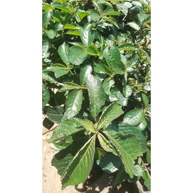 

daun pecah beling/ daun kibeling. segar pr 500 grm