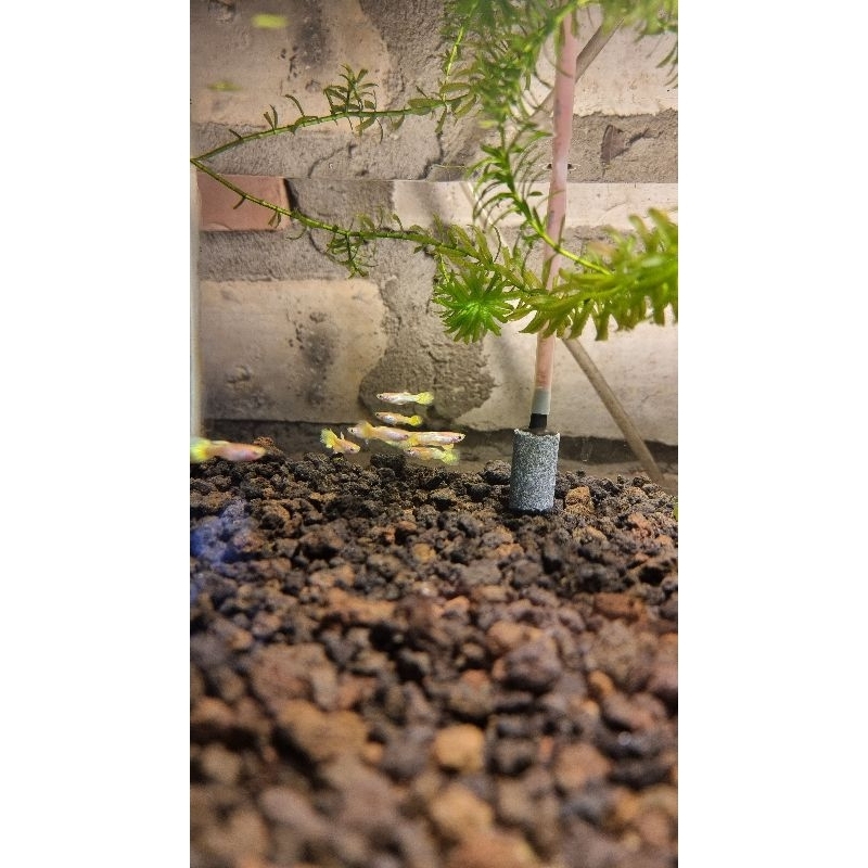 packing sterofoam guppy yellow micarif