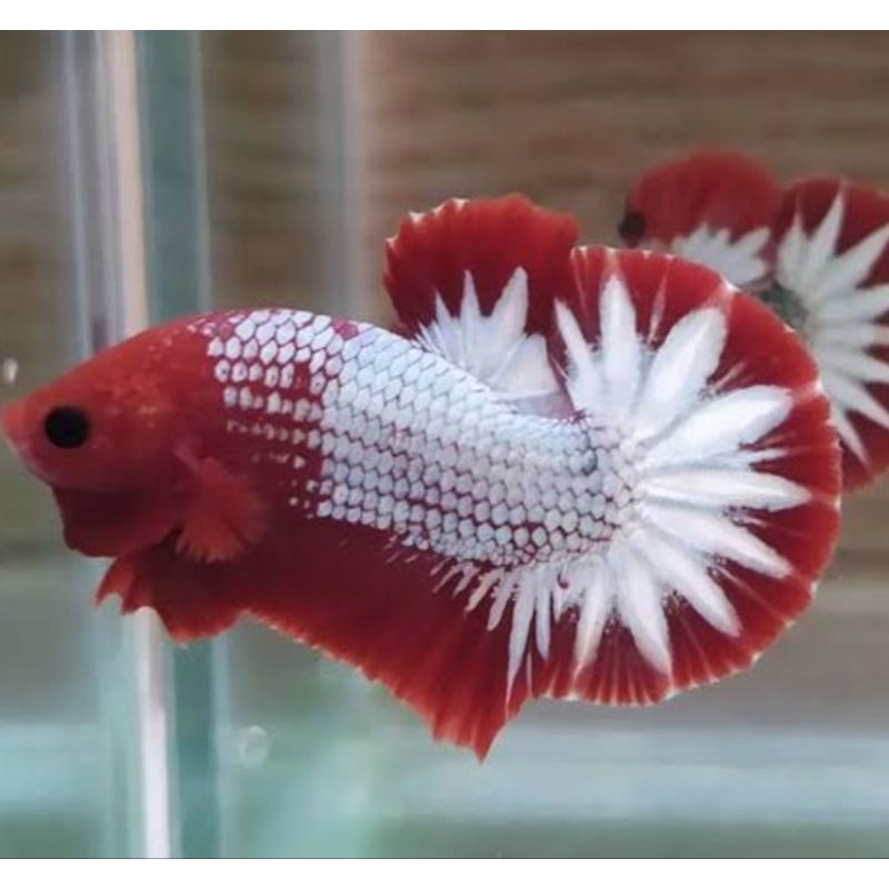 Ikan Cupang plakat Fccp star tail red Grade A+ siap breed ( fancy cooper red)