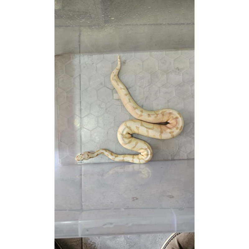 Ball Python - Banana Albino Male