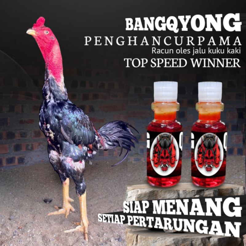 Mengobati Ayam Bangkok Goham