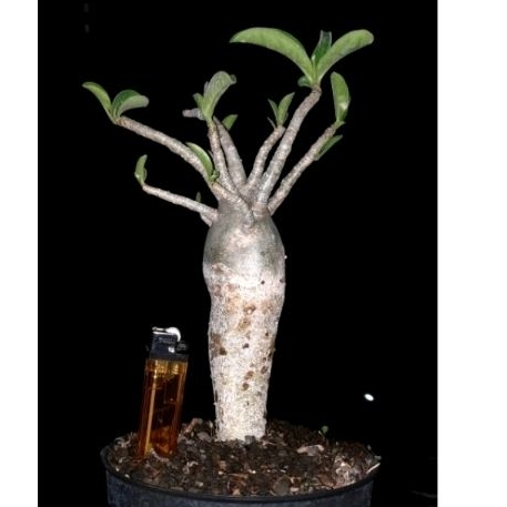 Adenium arabicum Long Caudex - Kamboja Jepang LC MKMK