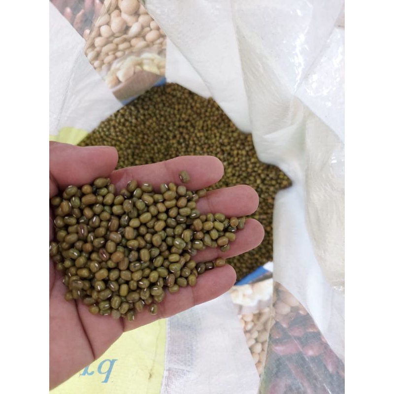 

kacang hijau jenis australia