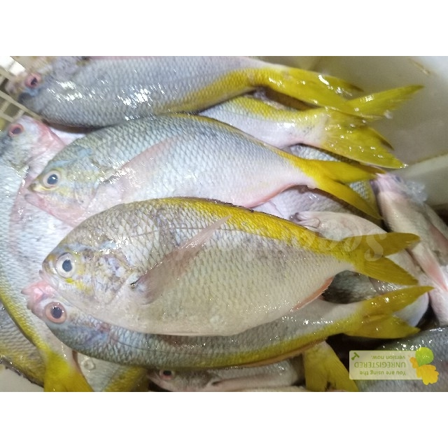 

Ikan Ekor Kuning Segar Ikan Ekor Kuning Utuh Ikan Laut Basah Segar 1Kg