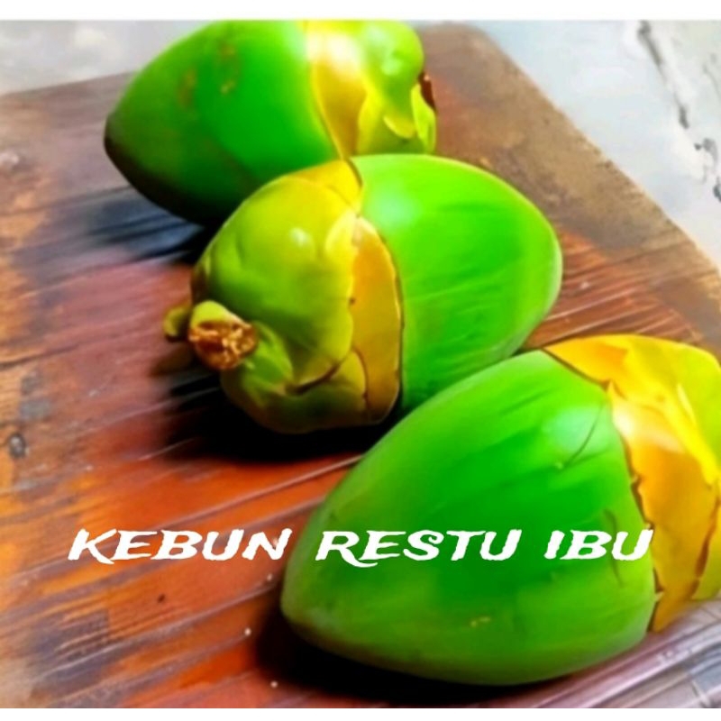

Baruluk kelapa hijau fres untuk herbal per 5 biji murah