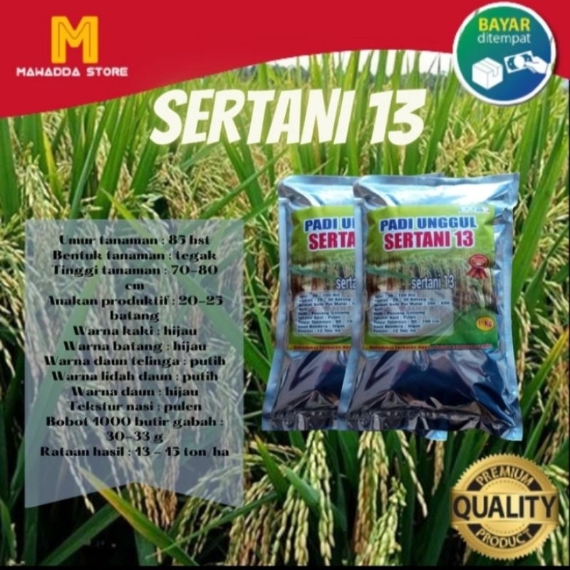 Benih Padi Sertani 13 Bibit Unggul Kemasan 1 Kg