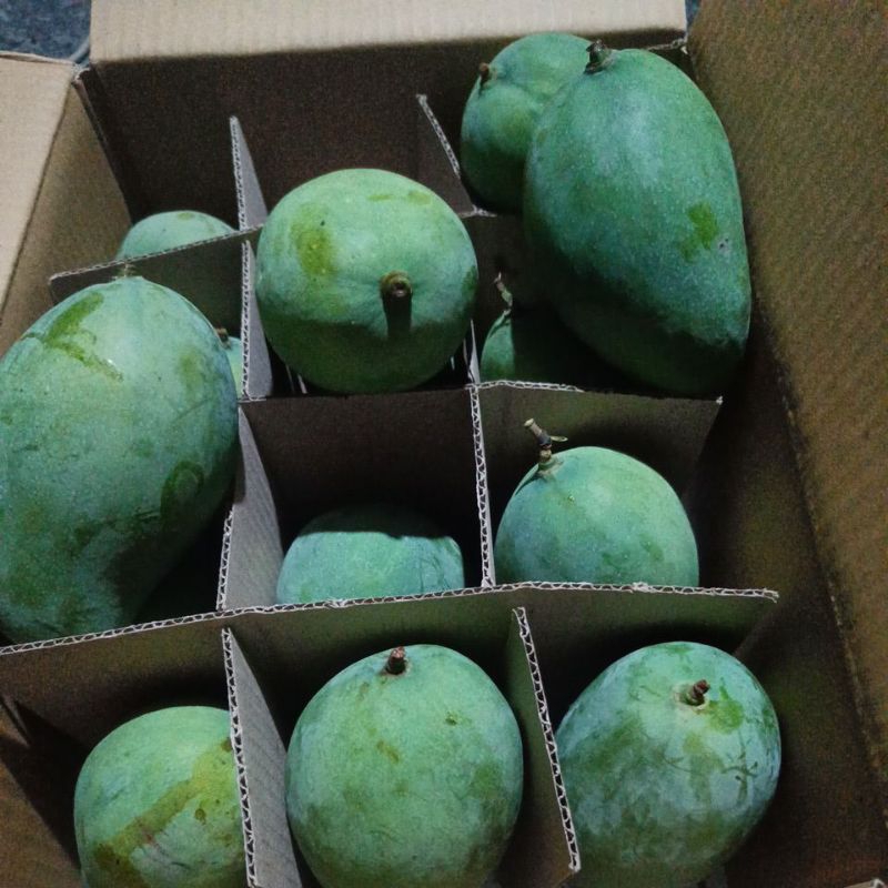 

Mangga Harumanis Kembang Tua Pohon ORGANIK 1 dus 5kg ( Ukuran Besar )