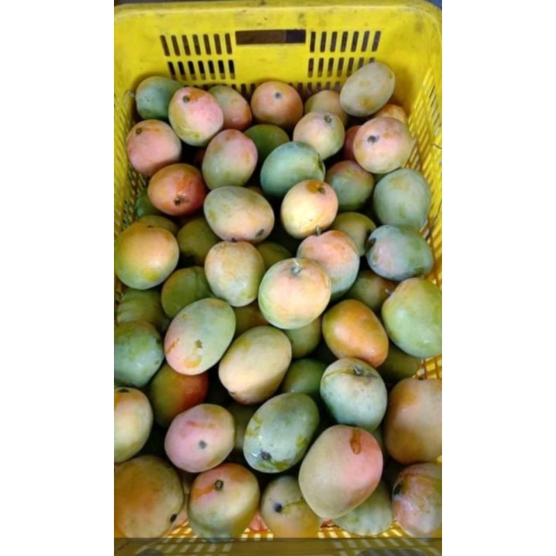 

PROMO termurah MANGGA GEDONG GINCU ASLI INDRAMAYU