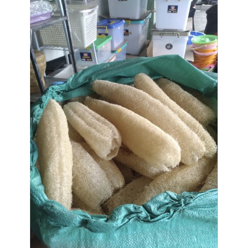 Sabut Oyong / Sabut Cuci Piring / Sikat Oyong / Gambas ukuran Besar (Panjang +-30cm)