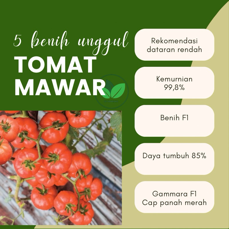 5 Benih Unggul F1 Tomat Mawar Benih tomat Mawar Gammara F1