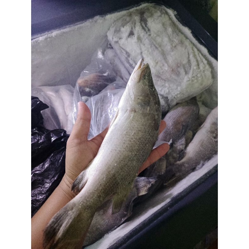 

Ikan kakap putih