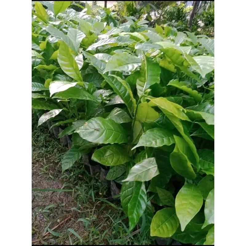 bibit kopi robusta unggul siap tanam