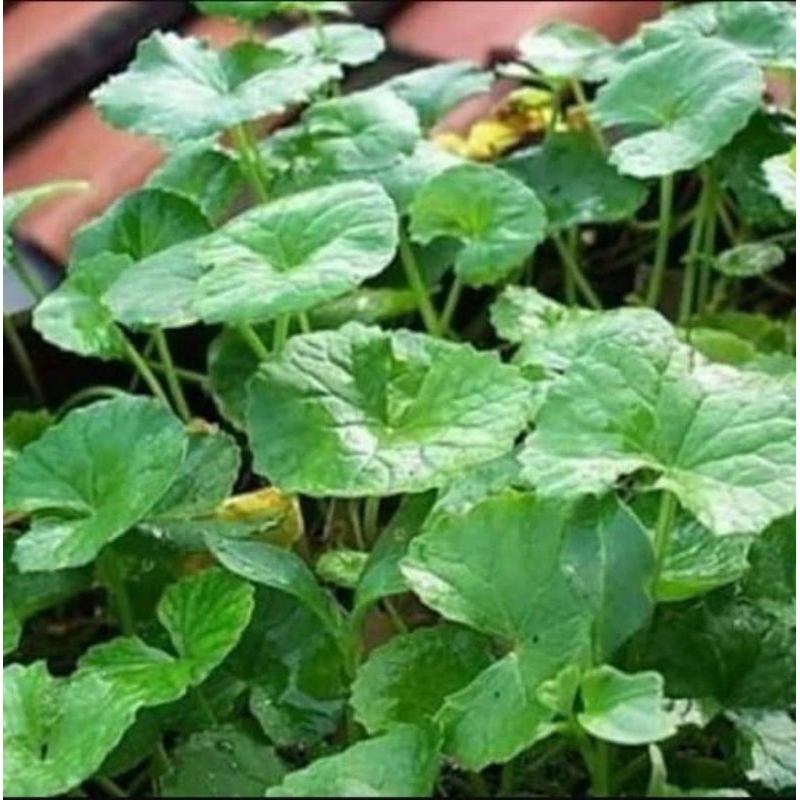 

daun herbal antanan segar 1kg segar