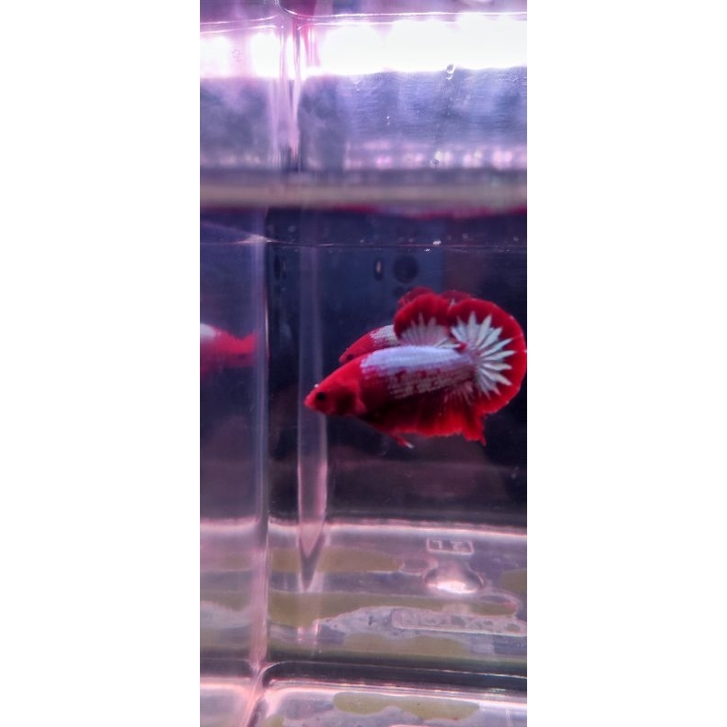 Red fccp cupang top grade