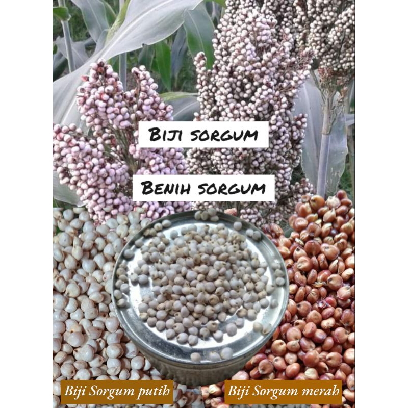 1 KG BIJI SORGUM BIOGUMA - BENIH SORGUM BIOGUMA BERKUALITAS