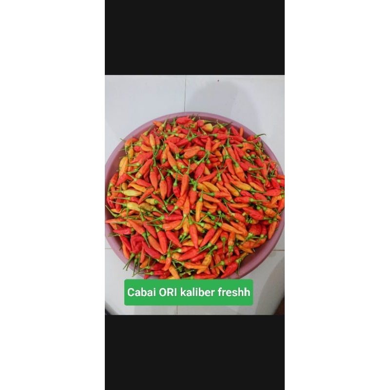 

Cabe rawit freshh termurah