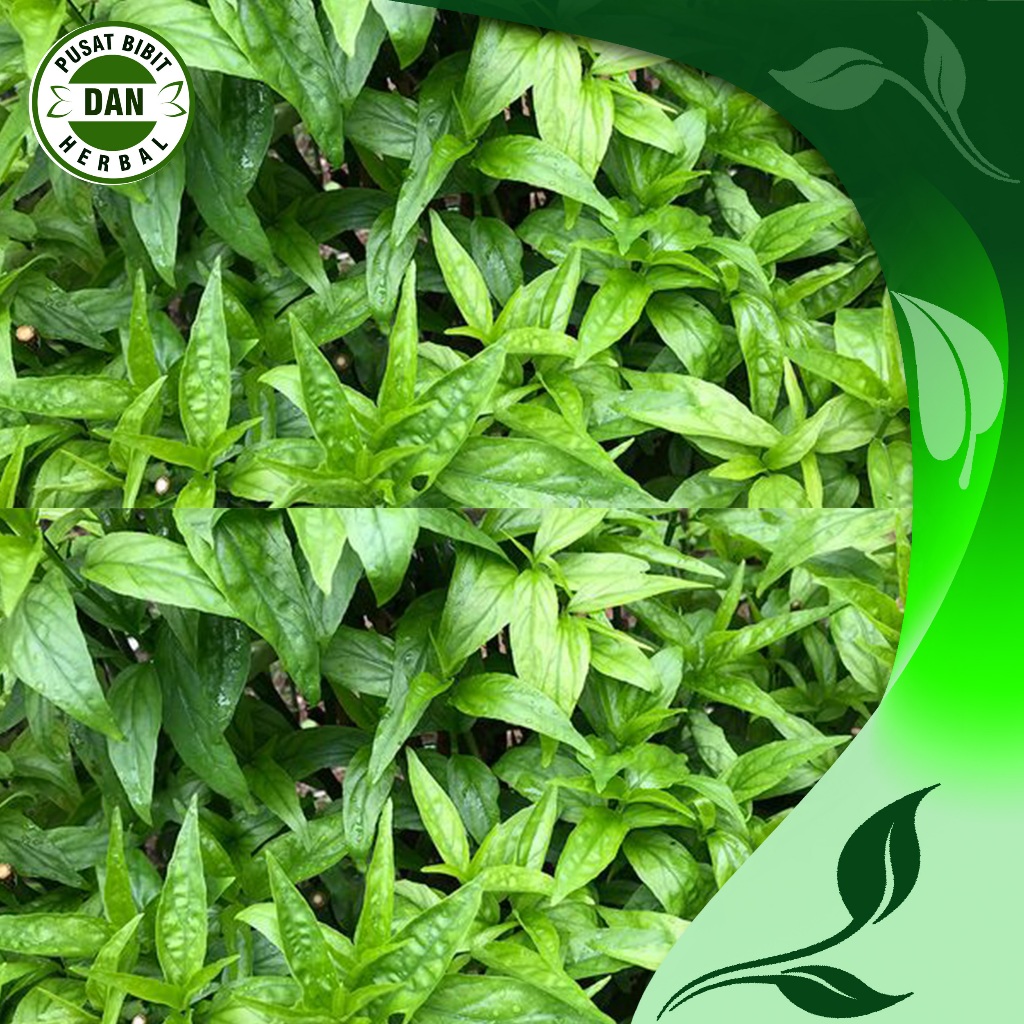 

Daun Belalai Gajah Segar 500 gr - Dauh Kalingsir Fresh - Pusat bibit dan herbal