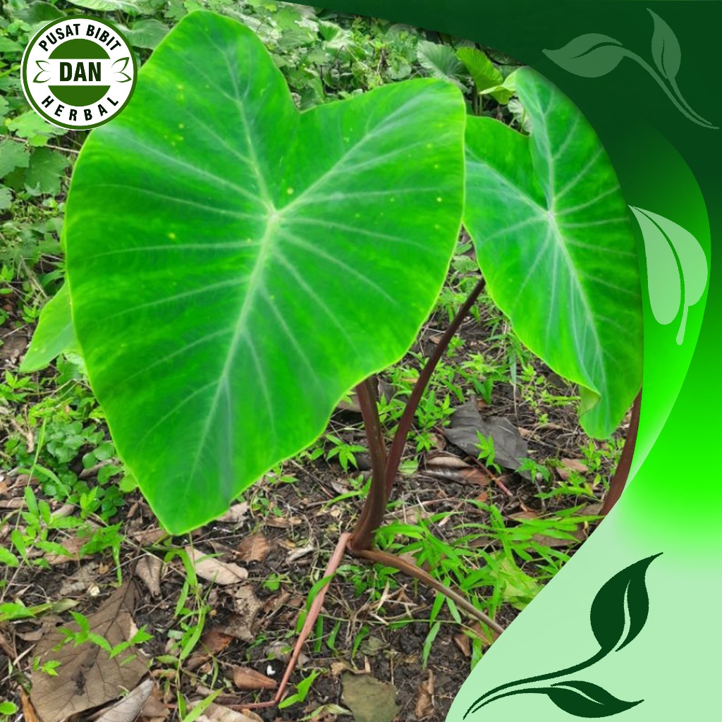 

10 lembar daun lompong-daun talas segar di ambil dadakan - Pusat bibit dan herbal