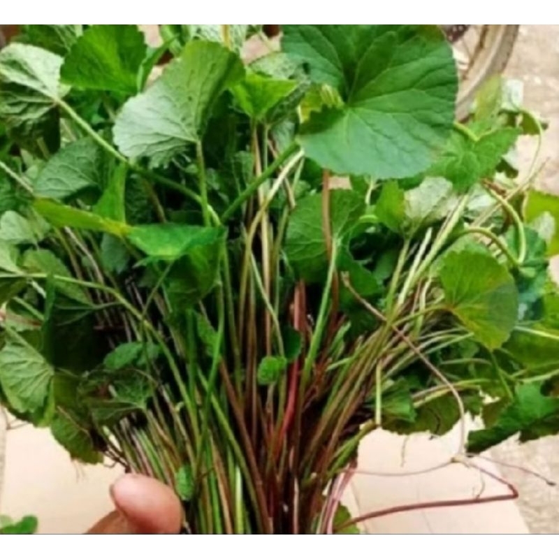 

daun pegangan ataw daun antanan.per 500.grm