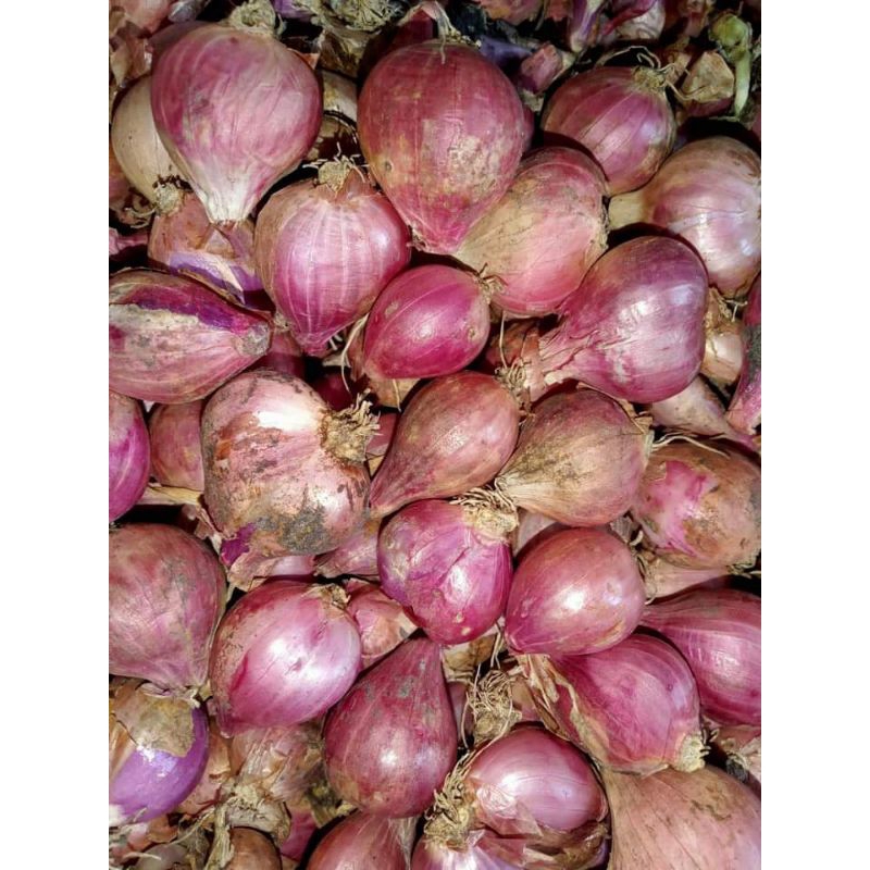 

bawang merah tanggung