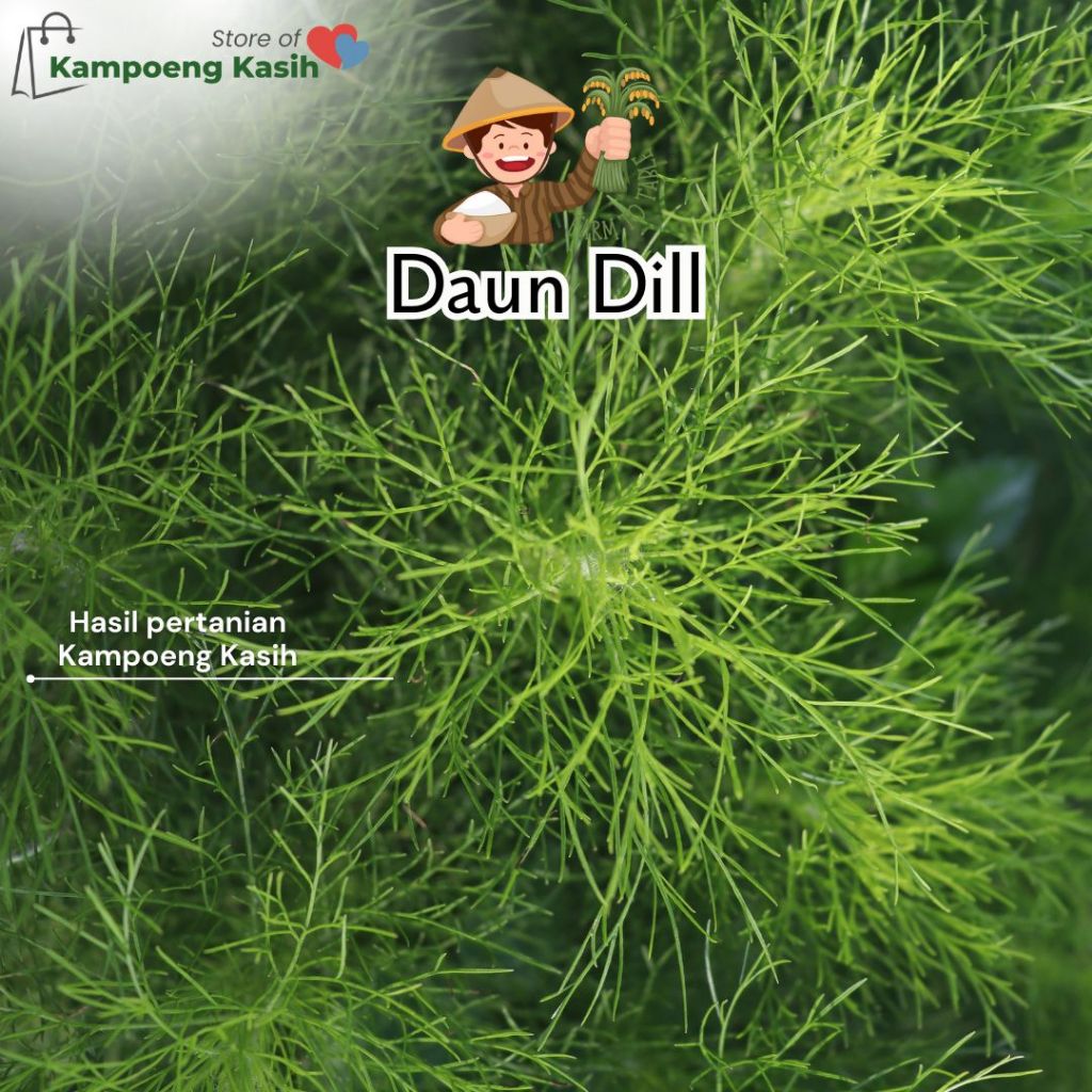 

Daun Dill/Adas 100 Gram/Daun Rempah